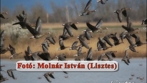 Változó állatvilág a Rábaközben - riport Molnár István természetfotóssal